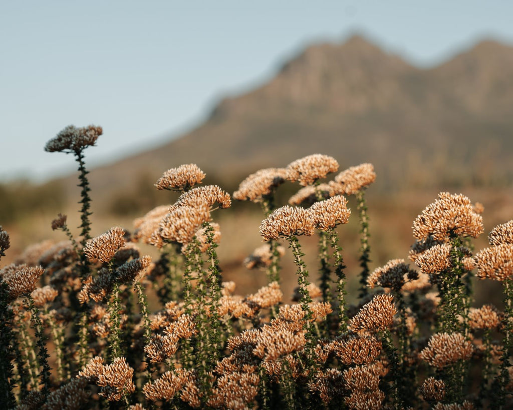 Fynbos and wine; a symbiotic relationship nurtured at Stellenzicht.