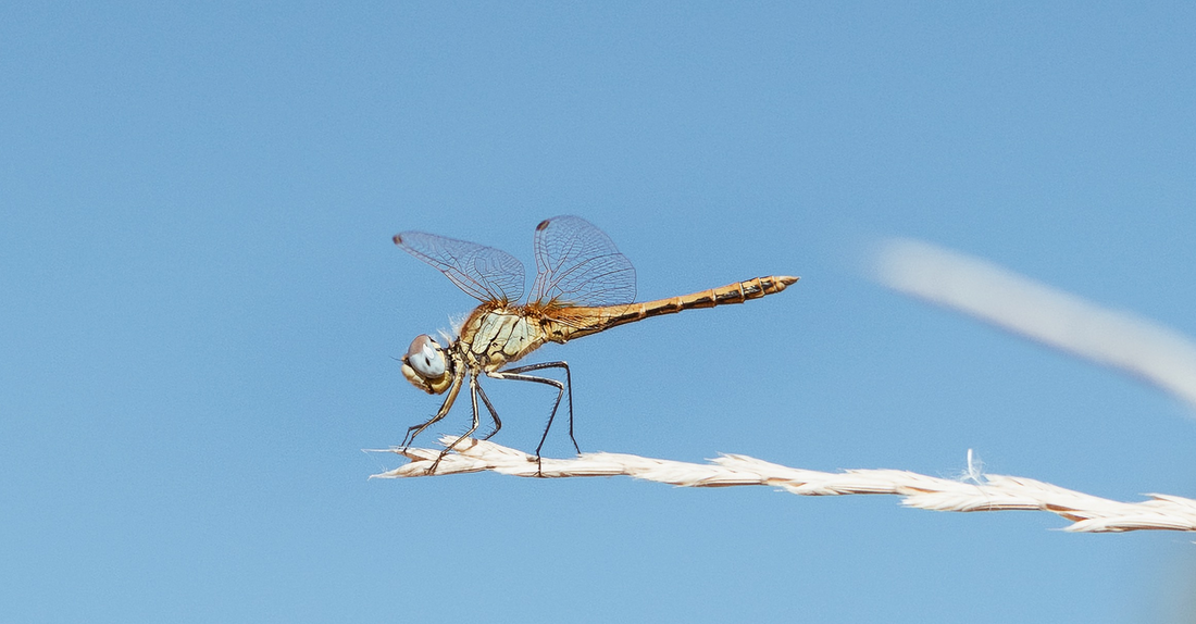 Why Dragonflies mean Balance for Stellenzicht Wine.
