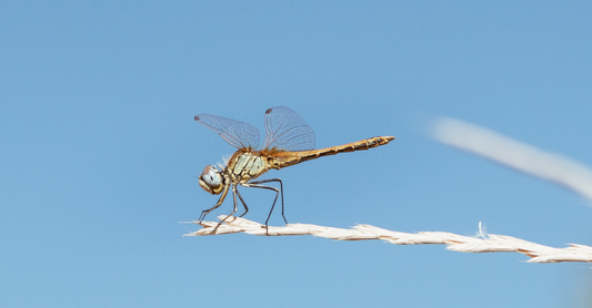 Why Dragonflies mean Balance for Stellenzicht Wine.