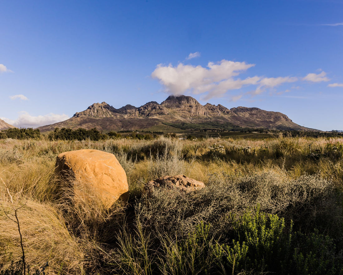 Stellenzicht Stellenbosch Wines Winelands Rose Red Blend Chardonnay Tasting Thunderstone Range Award Winning Online South Africa