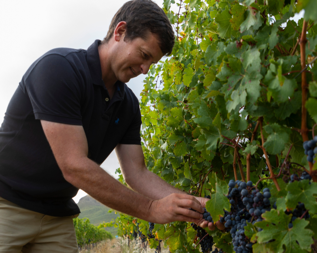 Grape Ripening Process Making Exceptional Wine: The Grape Ripening Process – Stellenzicht Wines