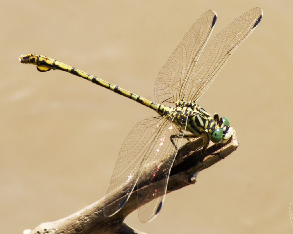 Why Dragonflies mean Balance for Stellenzicht Wine.