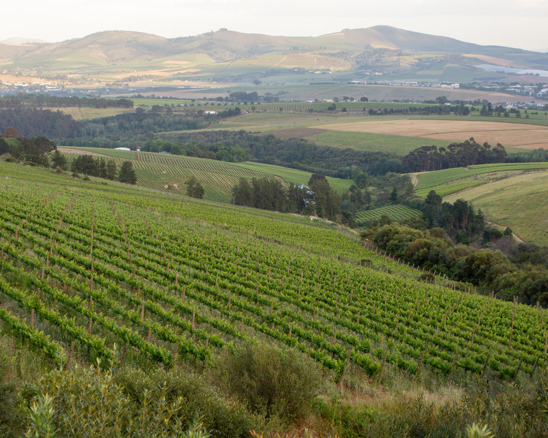 Stellenzicht Stellenbosch Wines Winelands Pod Tasting Room Premium Award Winning Sustainable Regereative Farming White Red Rosé Online South Africa