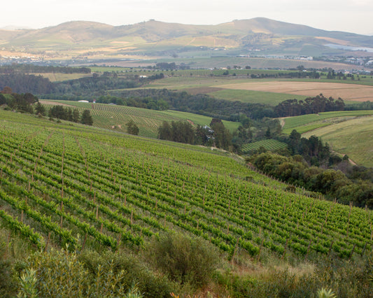 Stellenzicht Stellenbosch Wines Winelands Pod Tasting Room Premium Award Winning Sustainable Regereative Farming White Red Rosé Online South Africa